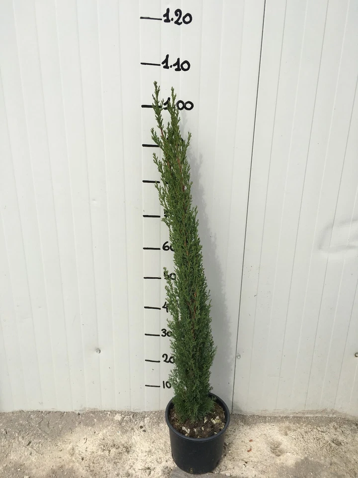 VIVAIO GARDEN FOREST Cupressus Sempervirens Totem (Cipresso) cipresso H 60cm vaso 18cm