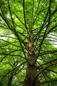2 Bald Cypress Trees - Live Plants - 18-24" Tall - Qt Pot - Taxodium distichum - Picture 1 of 11