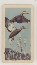 1962 Brooke Bond Red Rose Birds of North America Tea American Blue Backs #12 h3a