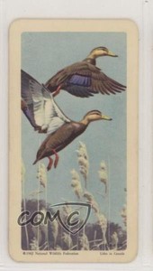 1962 Brooke Bond Red Rose Birds of North America Tea American Blue Backs #12 h3a