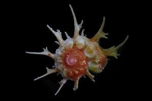 Seashell - Angaria sphaerula (Kiener's Delphinula) 56 mm - ¡ESPLÉNDIDO ESPÉCIMEN RARO! - Imagen 1 de 5