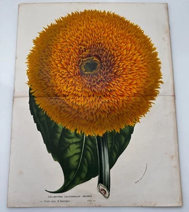 19th C Louis Van Houtte CALIFORNIA SUNFLOWER Plate Large 13" x 10" - Picture 1 of 7