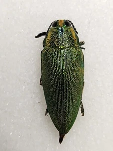 Steraspis squamosa 31,5mm Israel #69K Juwelenkäfer Insekt Calodema Buprestid - Bild 1 von 4