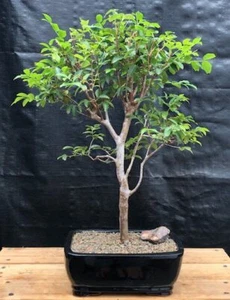 Flowering Jaboticaba Bonsai Tree Live Plant Eugenia Cauliflora 20" H Indoor - Picture 1 of 3