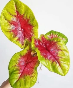 AUTHENTISCH Caladium Lemon Blush 1 Zwiebeln - Bild 1 von 4