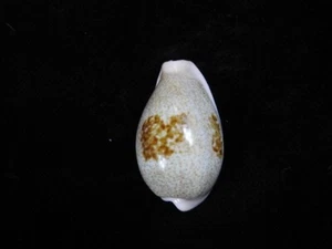 Sea shells Cypraea subviridis f.dorsalis 31.2mm ID#8225 - Picture 1 of 4