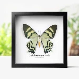 Maluku Sunset Moth Insect Bug Taxidermy Box Frame Interior Design Home Decor - Bild 1 von 3