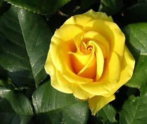 YELLOW ROSE GREEN LEAVES COMPUTER MOUSE PAD 9 X 7 - Picture 1 of 1