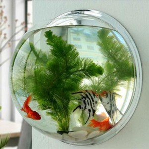 hanging fish tank