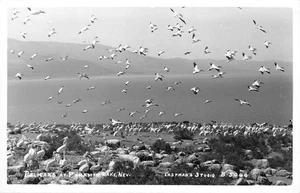 RPPC Pelikane am Pyramidensee, Nevada Eastman Foto ca. 1950er Vintage Postkarte - Bild 1 von 2