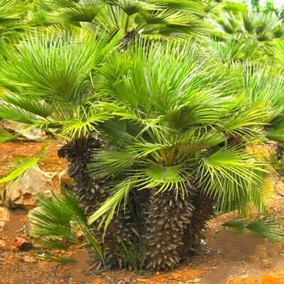 European Fan Palm Tree Seeds |Chamaerops Humilis Palmito Seed 2025 Fast Shipping - Image 1 of 4
