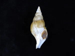 Sea Shell Colus gracilis 70,3 mm ID#8882 - Imagen 1 de 3