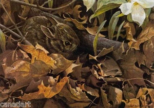 Robert BATEMAN " Among the Leaves " Cottontail Rabbit Limited Edition Canvas art - Picture 1 of 11