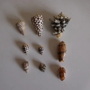 9 coquillages gastéropodes mer océan marron blanc collection décoration N4726 - Imagen 1 de 11
