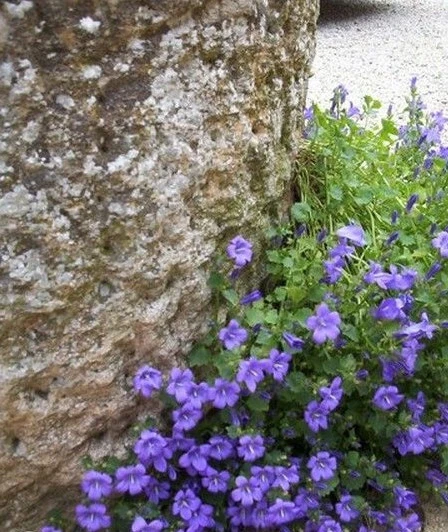 ♫ CAMPANULE des Murailles - Campanula ♫ Graines ♫ Ornement Rocaille, Mellifère ♫