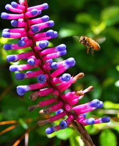 BROMELIAD - "MATCHSTICKS" X 5 PUPS - Aechmea Gamosepelia - Picture 1 of 2