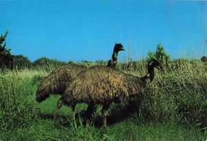 Postcard Australian Emu - Foto 1 di 2