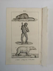 PLANCHE / GRAVURE de 1816 - MAMMIFERES / OURS POLAIRE / OURANG ROUX (M6) - Foto 1 di 2