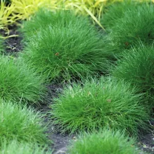 50 x GREEN FESCUE GRASS SEEDS,STYLISH CLUMPING LANDSCAPE GARDEN FEATURE GRASS - Picture 1 of 7