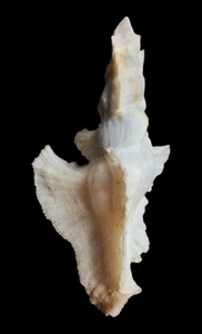 Muschel pterynotus elongatus 73,2mm, F+++, schöne weiße Form, top - Bild 1 von 6