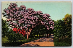 Vintage Postcard FL Jacaranda Tree in Full Bloom Linen ~10740 - Picture 1 of 2