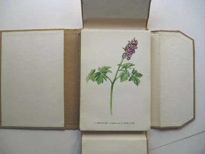 ATLAS ROSTLIN Albert Pilát & Otto Usák HC Portfolio 120 color plates Flowers 1/2 - Image 1 of 4