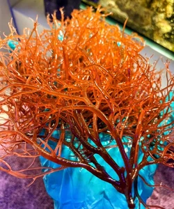 Red Ogo Marine Macro Algae - Gracilaria Parvispora For Planted Display, Refugium - Picture 1 of 2