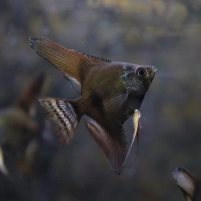 Black Angelfish 4 Pack Quarter Size Body Live Fish - Image 1 of 4