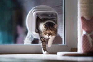 ⭐️ Fenster mit integrierter Katzenklappe Doppelverglasung ✅❗️Isoliertes Glas - Bild 1 von 11