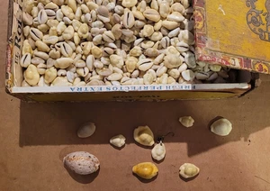 Vintage Kaurimuscheln in alter hellbrauner Zigarrenkiste El Roi Posten 2,75 Pfund verschiedene Größen - Bild 1 von 4