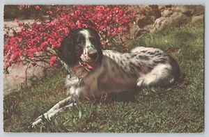 AK Schwarz-Weiß Springer Spaniel, künstlerisch, gedruckt in Italien - Bild 1 von 3