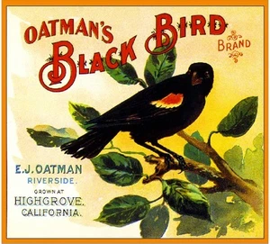 Highgrove Black Bird Crow Orange Citrus Fruit Crate Label Art Print - Picture 1 of 1