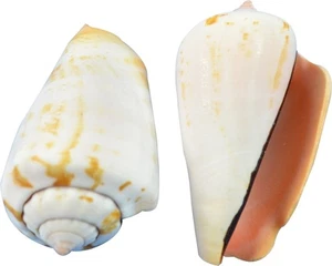 Erdbeere Strombus Großpackung Handwerk Muscheln Beutel mit Muscheln 2-2,5" (1 Gallone) - Bild 1 von 1