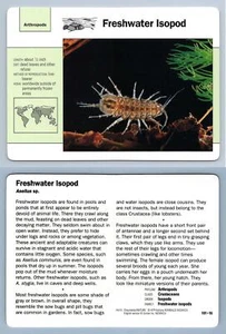 Freshwater Isopod #101.16 Arthropods - Grolier Wildlife Adventure Card - Picture 1 of 1