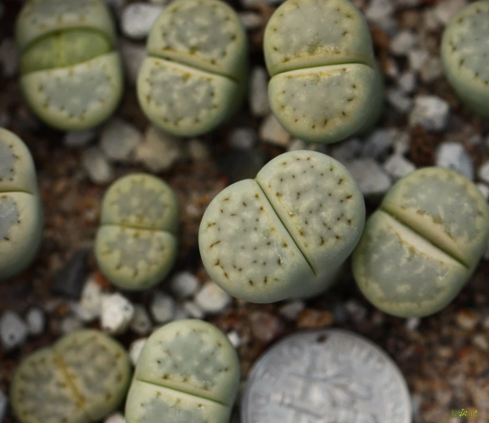   Plant - one - Lithops  julii  'Peppermint Crème' C297A - Image 1 of 1