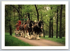 Postcard Anheuser Busch Inc St. Louis Missouri Budweiser Champion Clydesdales - Picture 1 of 2