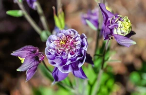 Perennial Purple Winky Double Dark Blue Columbine Seed Aquilegia Flower 30 Seeds - Picture 1 of 3