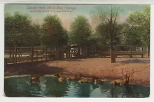 IL Cartolina Veduta dell'alce nello zoo di Lincoln Park - Chicago c1920s vintage UU - Foto 1 di 2