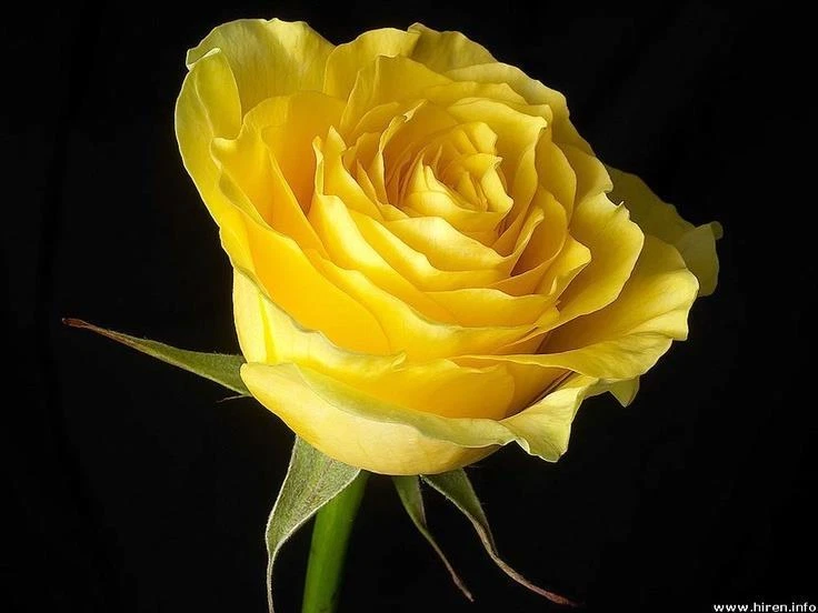 Rosa arbusto amarillo brillante #22 50 o 100 semillas ~ raro - envío gratuito - vendedor de EE. UU. Foto 1 de 1