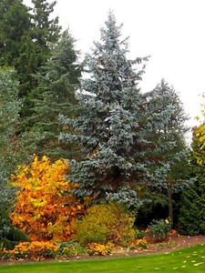 Blaufichte Picea pungens 'Glauca' 40-60 cm im Container es ist keine Blautanne - Bild 1 von 2