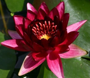 RED Live Hardy Water Lily Tubers Aquatic Pond Plants Lilies - Picture 1 of 40