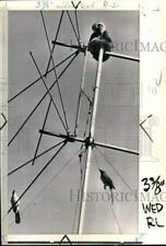 1969 Press Photo Monkey & birds atop a television antenna in Sacramento, CA