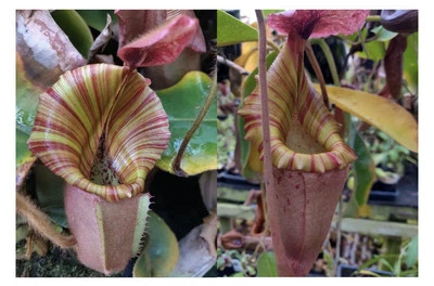 Nepenthes Vetchii Kelabit Highlands x S.O.M. x L.V.B. Foto 1 de 4