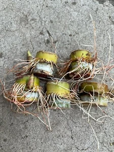 5 Sugarcane Cutting Sweet Juicy Tropical Live Plant Ready To Plant - Picture 1 of 4