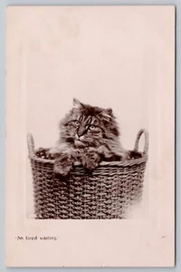 RPPC 1900s Cat Basket "So Tired Waiting" Long hair Tabby Davidson Bros Postcard - Imagen 1 de 3
