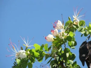 White Flower Bauhinia (Bauhinia hookeri) 5 Fresh Seeds - Picture 1 of 1