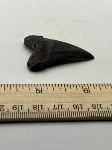 "Fósil de diente de tiburón blanco de 2"" GA Coast V39" - Imagen 1 de 5