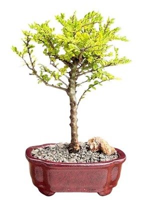 Chinese Seiju Elm Bonsai Tree 10" H Outdoor Ulmus Parvifolia Seiju Lacebark Elm - Image 1 of 2