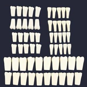Columbia 860 10 piezas/lote de reemplazo dental individual de dientes Typodont - Imagen 1 de 73
