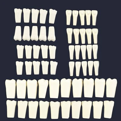 Columbia 860 10pcs/lot Dental Individual Typodont Teeth Replacement
